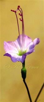  Flower with four stamens